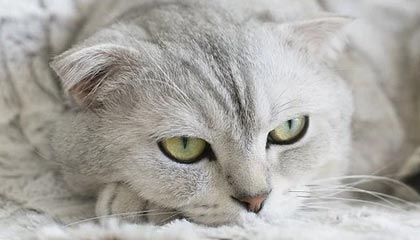 开云体育app官网-开云体育官网：开启体育热潮的全新体验