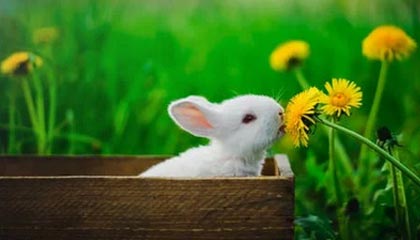 开云体育app官网-开云体育官网：开启体育热潮的全新体验